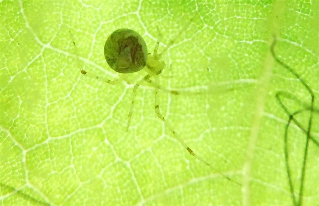 Theridion cf. varians - Agnano (NA)